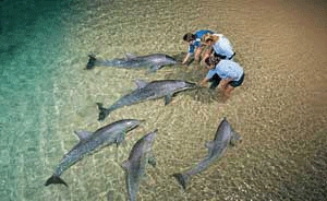 Dolphins