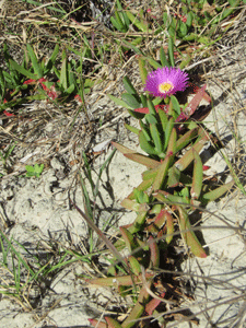 Plant Life Moreton Island
