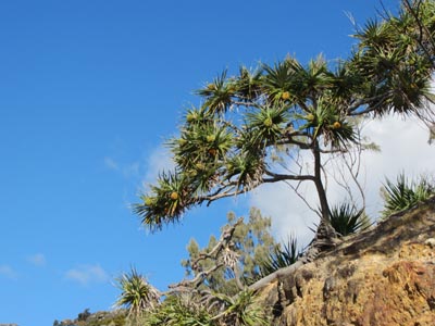 Pandanus Tree Moreton Island