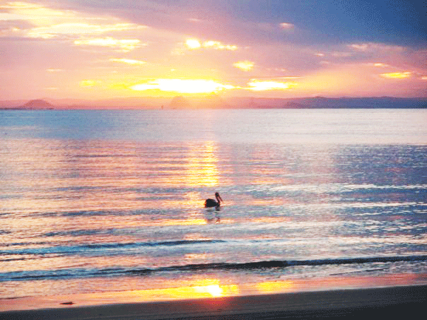 Birds Moreton Island