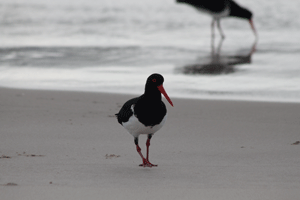 Pied Oyster Catcher Moreton Island Brisbane Queensland