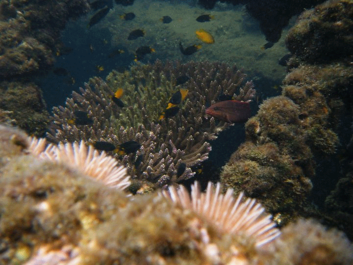 Snorkelling Moreton Island