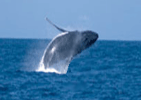 Whale Watching Moreton Island Brisbane Queensland