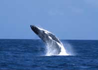Moreton Island Brisbane Whale watching